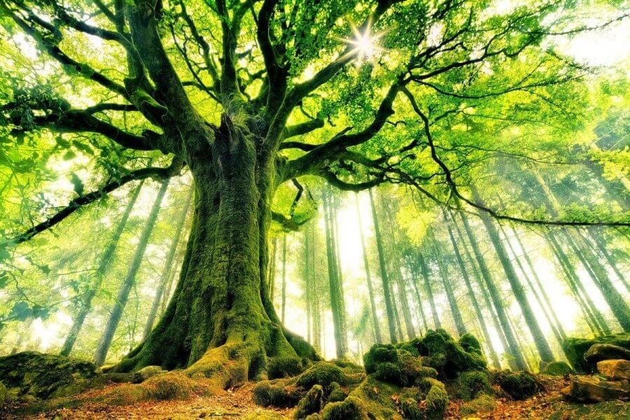 Les bienfaits de la forêt sur le corps 