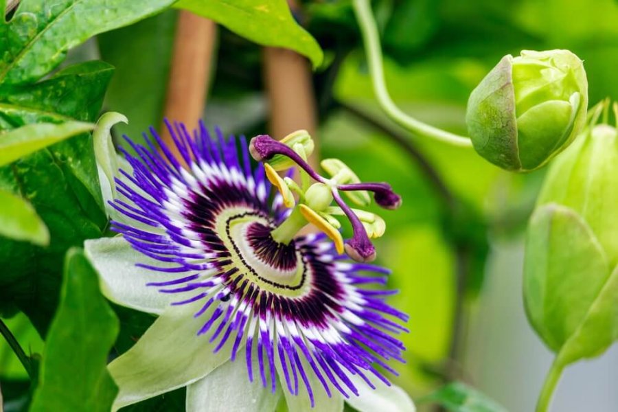 Quelles sont les meilleures plantes contre l'anxiété ? 